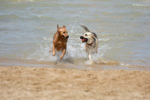 Dogs frolicking at the beach